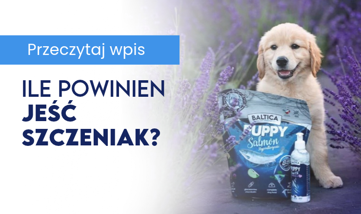 Ile powinien jeść szczeniak?